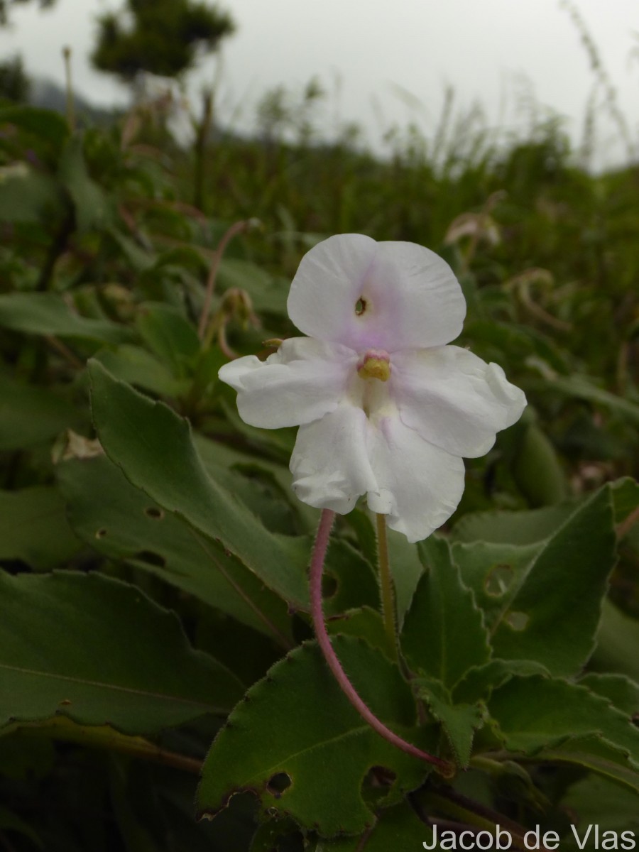 Impatiens henslowiana Arn.